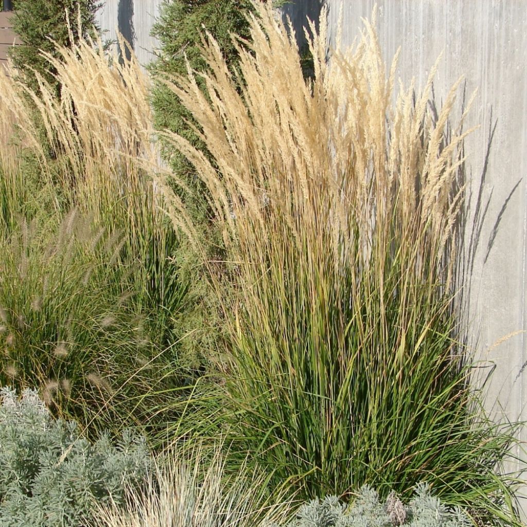 Calamagrostis acutiflora Karl Foerster