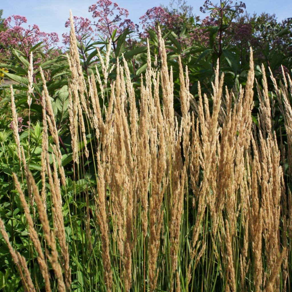 Calamagrostis acutiflora Karl Foerster