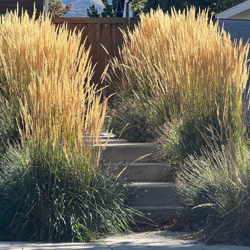 Calamagrostis acutiflora Karl Foerster