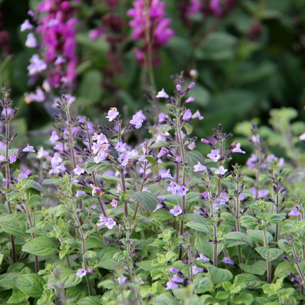 Calamintha nepeta Marvelette Blue - Calament