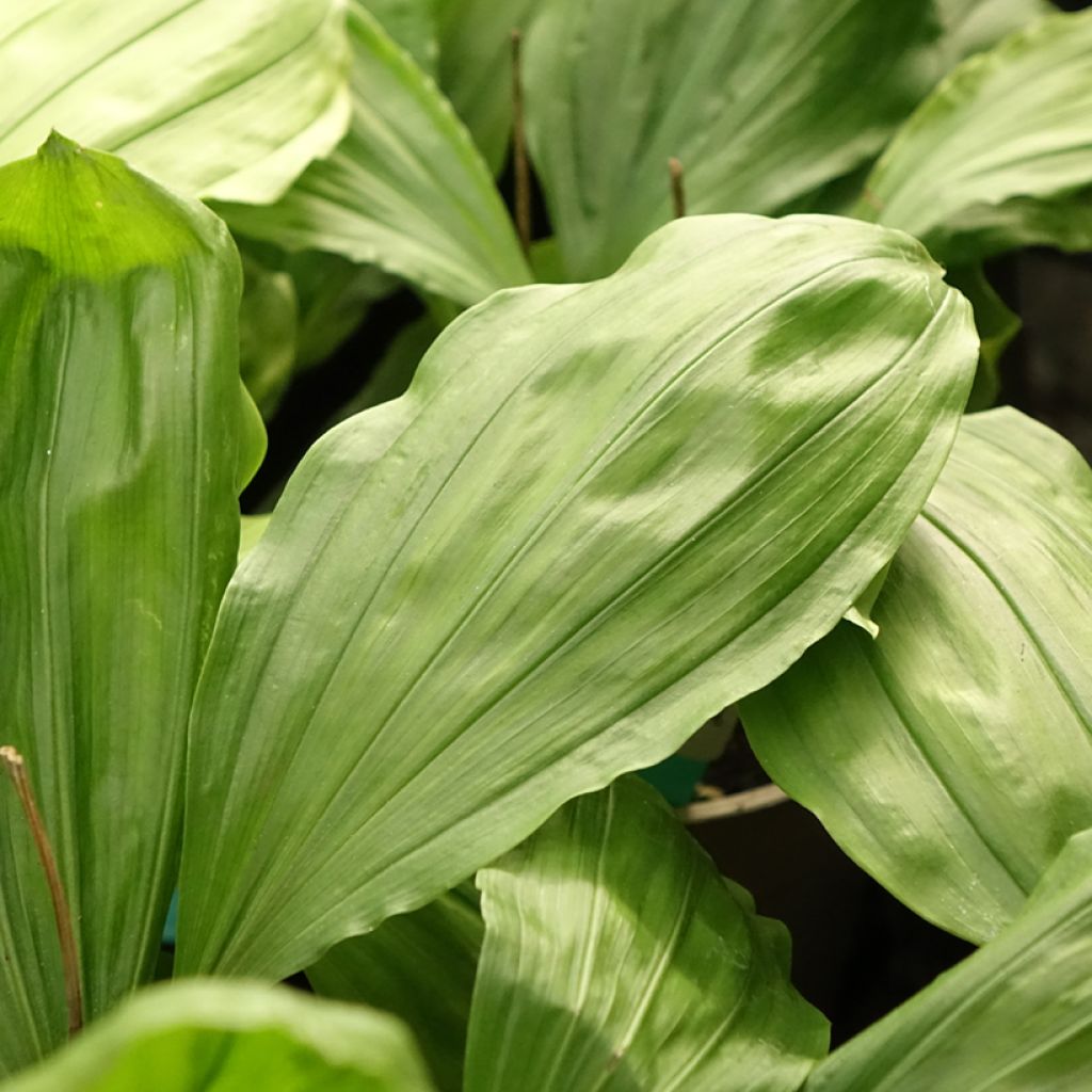 Calanthe Olive Green - Orchidée vivace