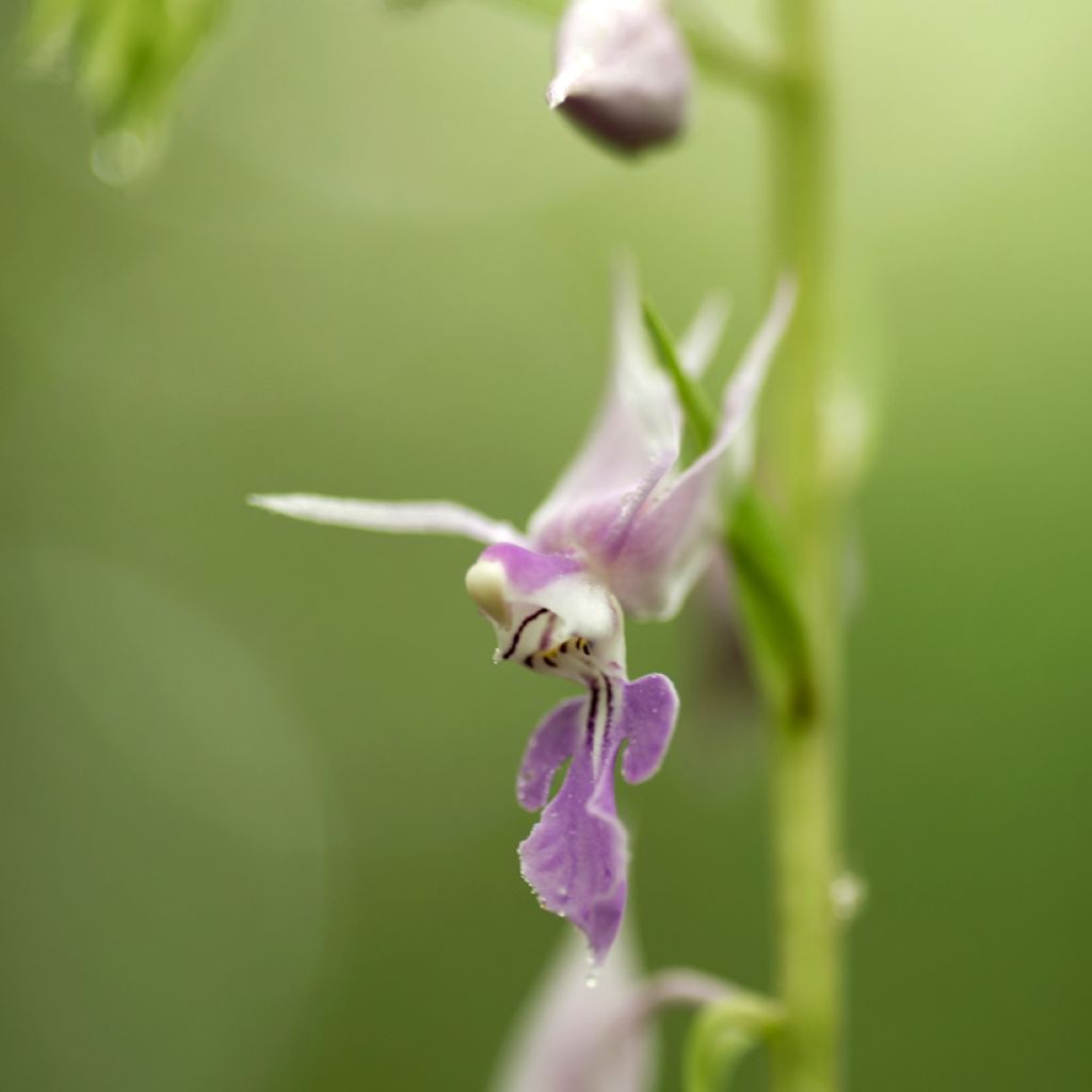 Calanthe reflexa - Orchidée vivace