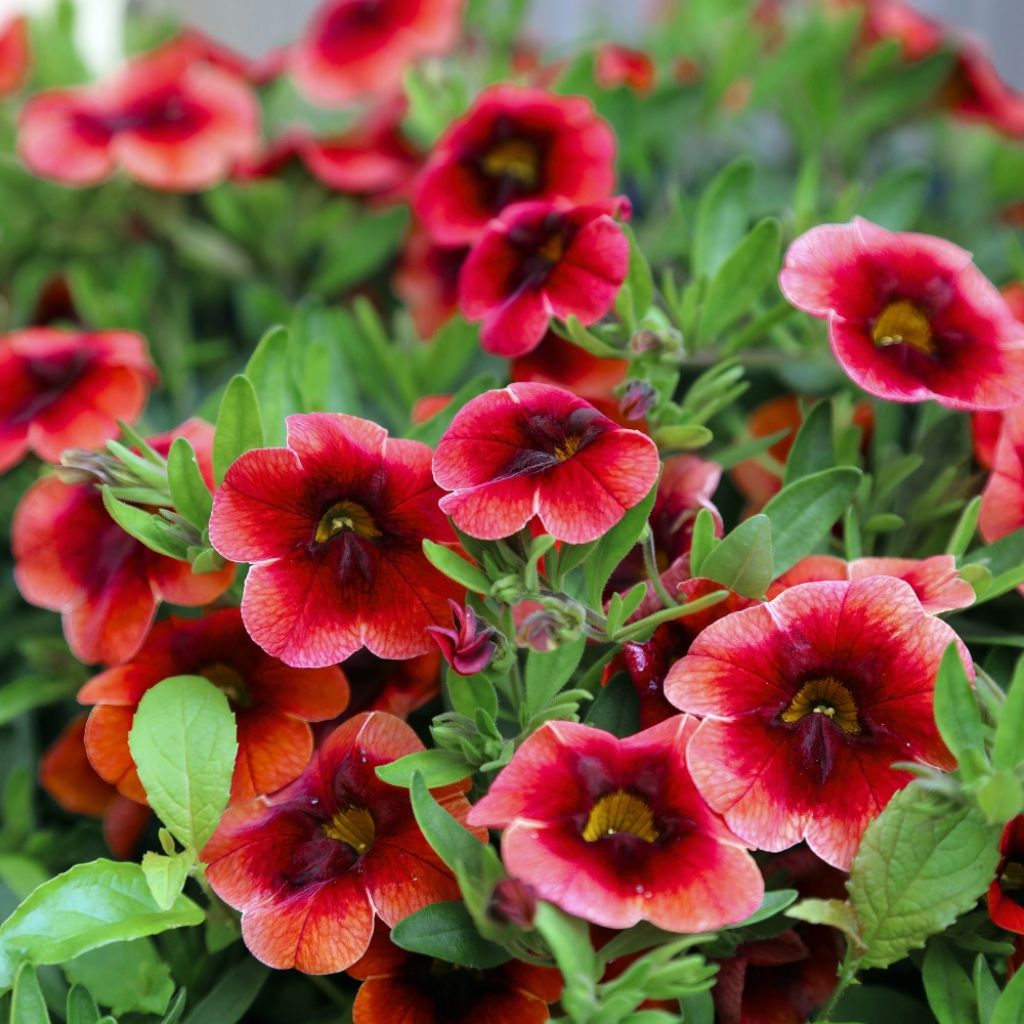 Calibrachoa Lia Dark Red- Mini-pétunia