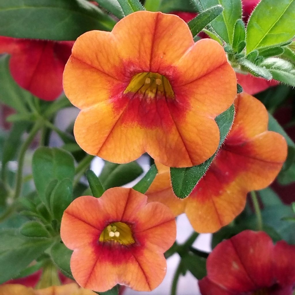 Calibrachoa Superbells Unique Mango Punch - Mini-pétunia