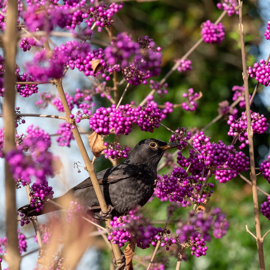 Callicarpa bodinieri Imperial Pearl