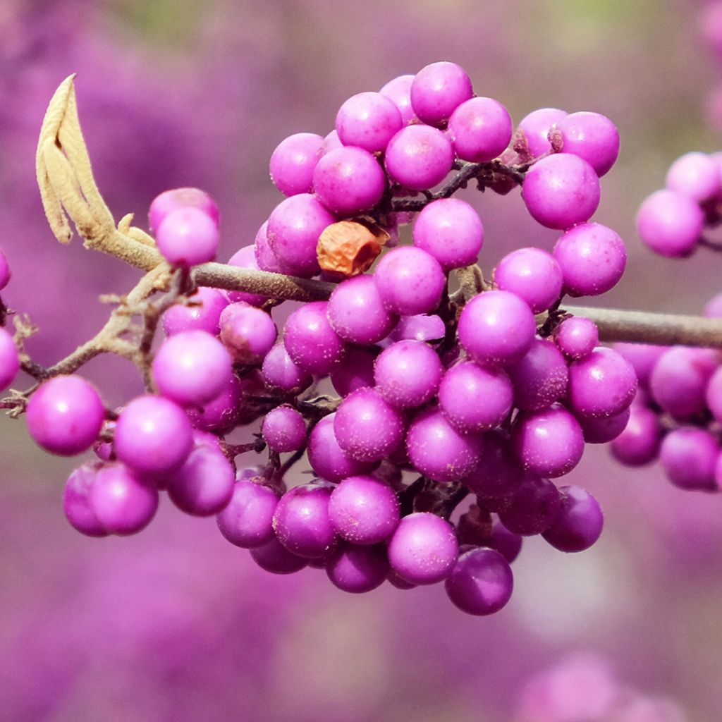 Callicarpa bodinieri Imperial Pearl