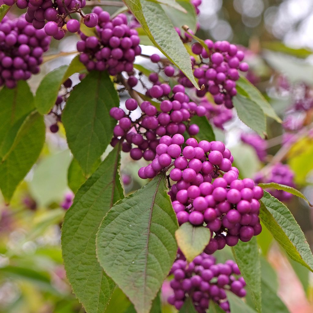 Callicarpa bodinieri Imperial Pearl