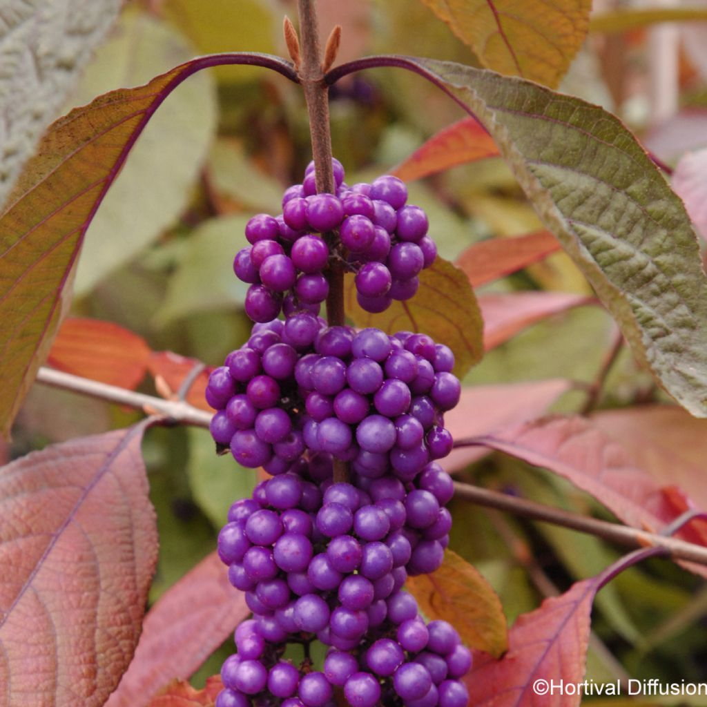 Callicarpa bodinieri Imperial Pearl - Callicarpe