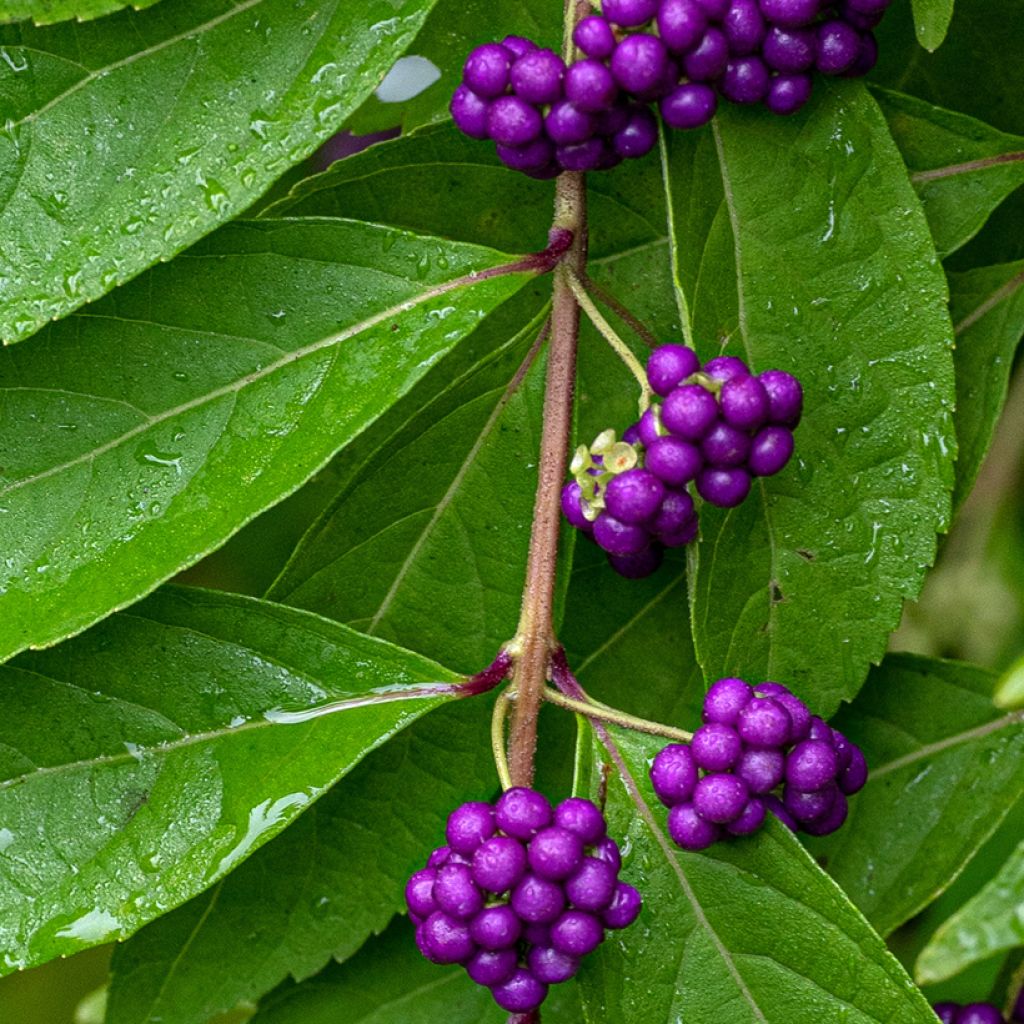 Callicarpa dichotoma - Arbuste aux bonbons