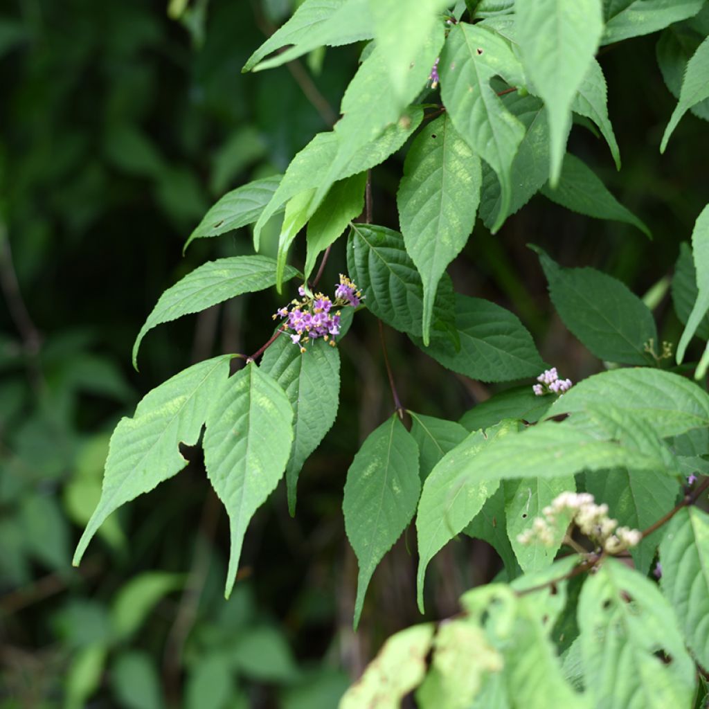 Callicarpa japonica - Arbuste aux bonbons du Japon