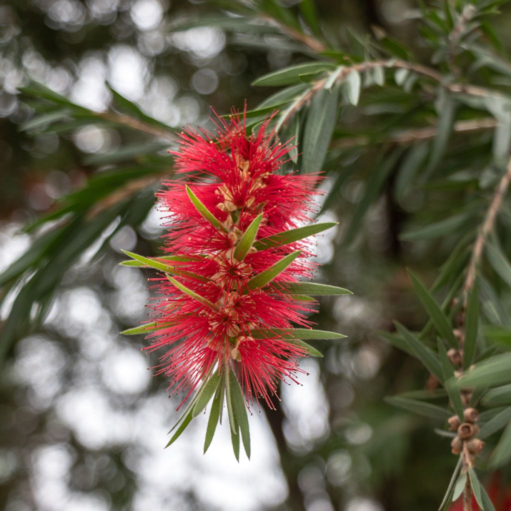 Callistemon rigidus - Rince-bouteille