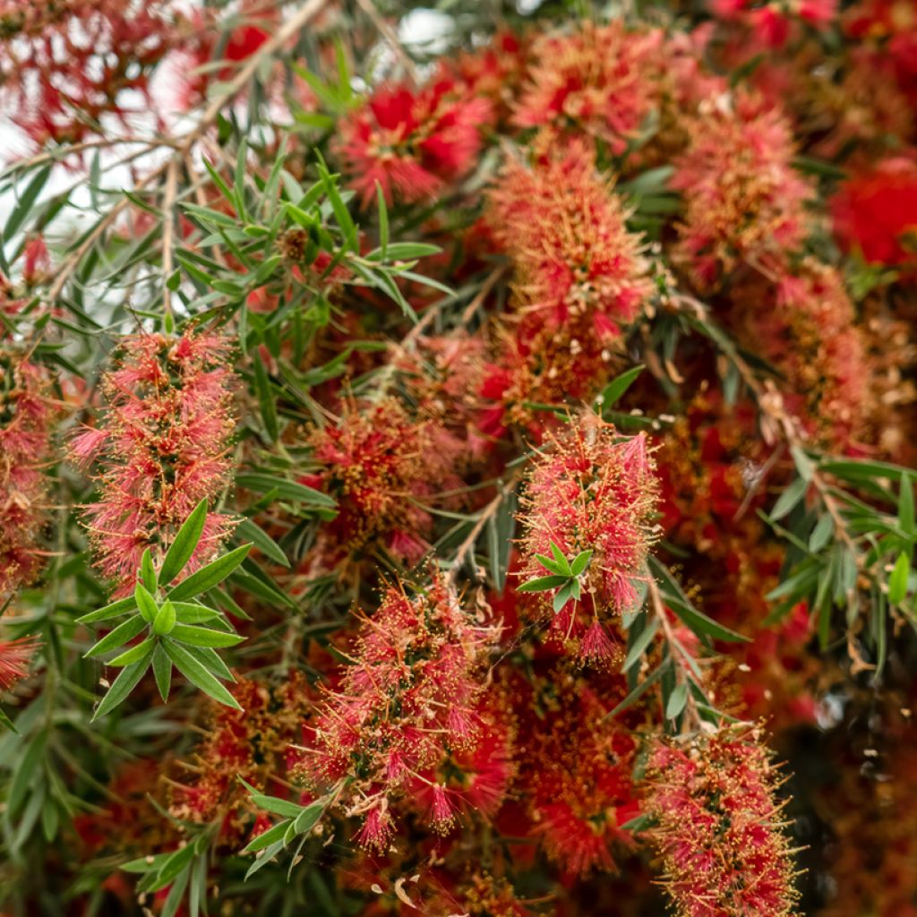 Callistemon viminalis Captain Cook - Rince-bouteille