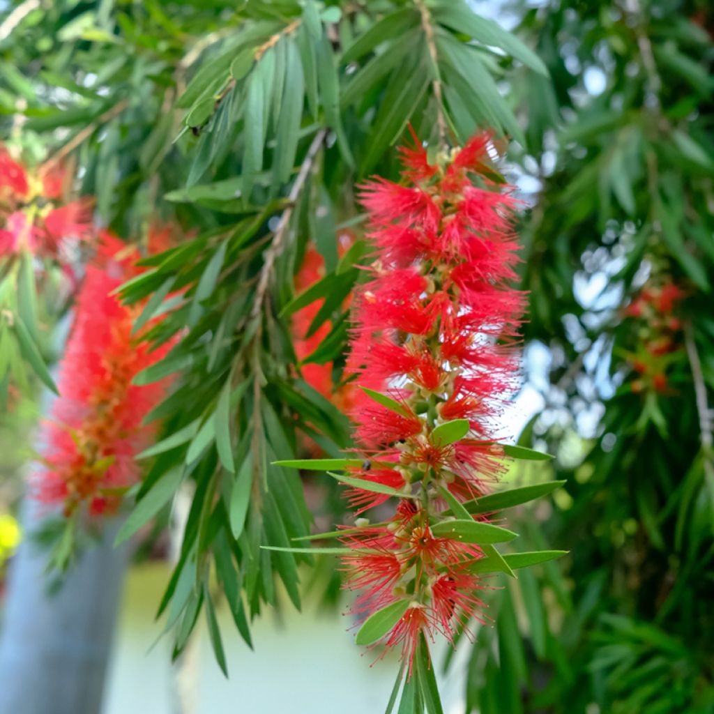 Callistemon viminalis - Rince-bouteille
