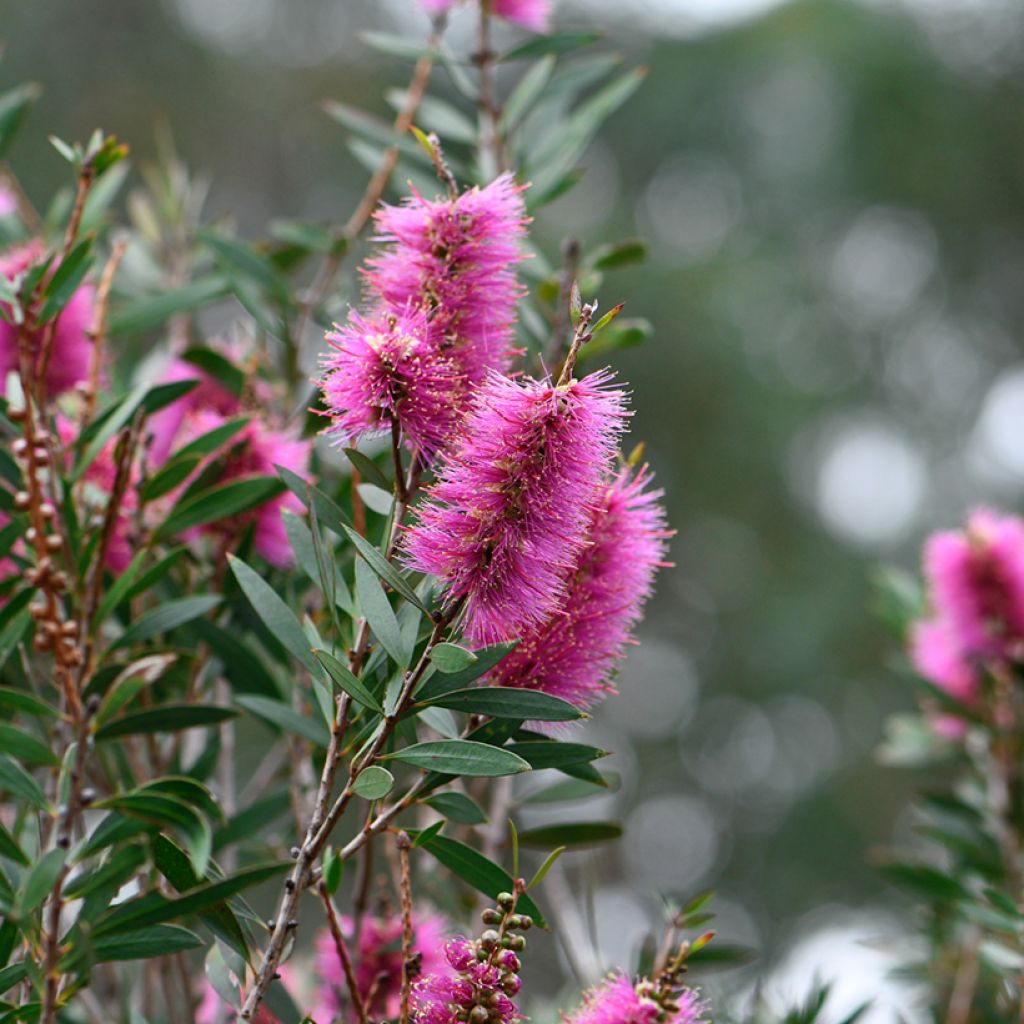Callistemon violaceus - Rince-bouteille