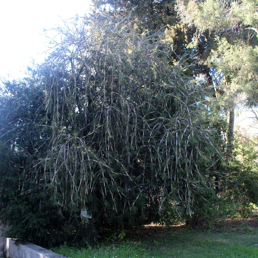 Callistemon (x) laevis