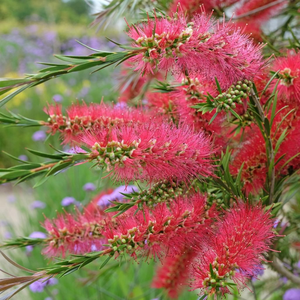 Callistemon citrinus Splendens - Rince-bouteille