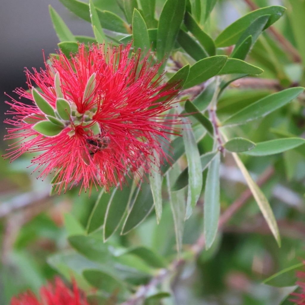 Callistemon (x) laevis