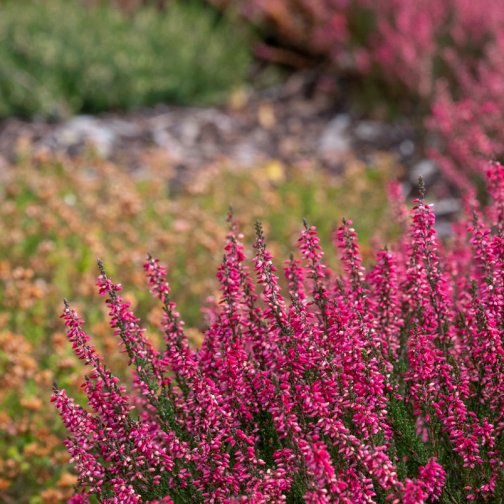 Bruyère d'été - Calluna Garden Girls Athene