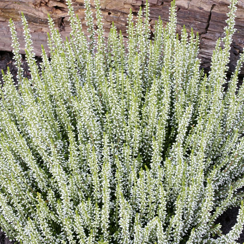 Bruyère d'été - Calluna Garden Girls Helena
