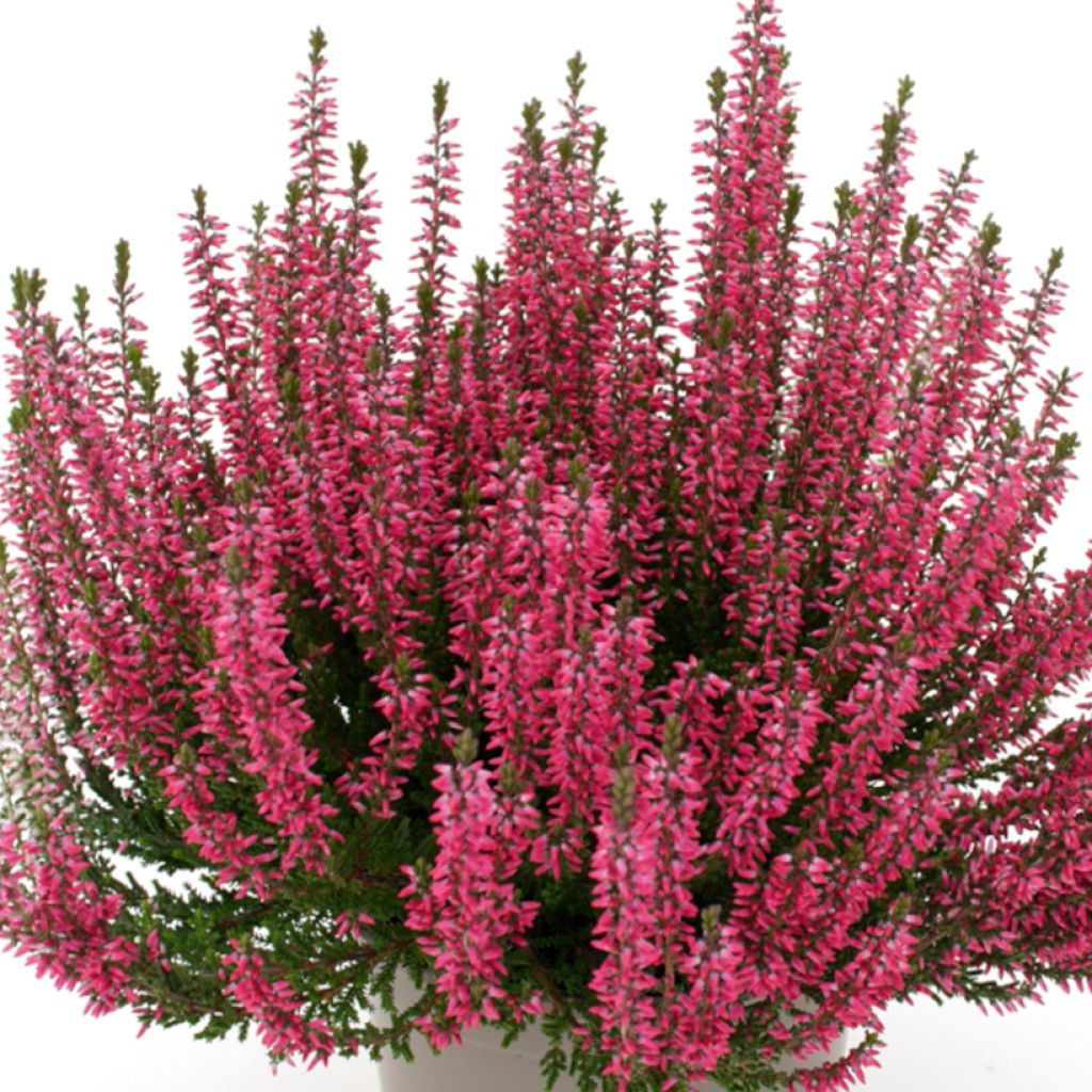 Bruyère d'été - Calluna Garden Girls Lioba