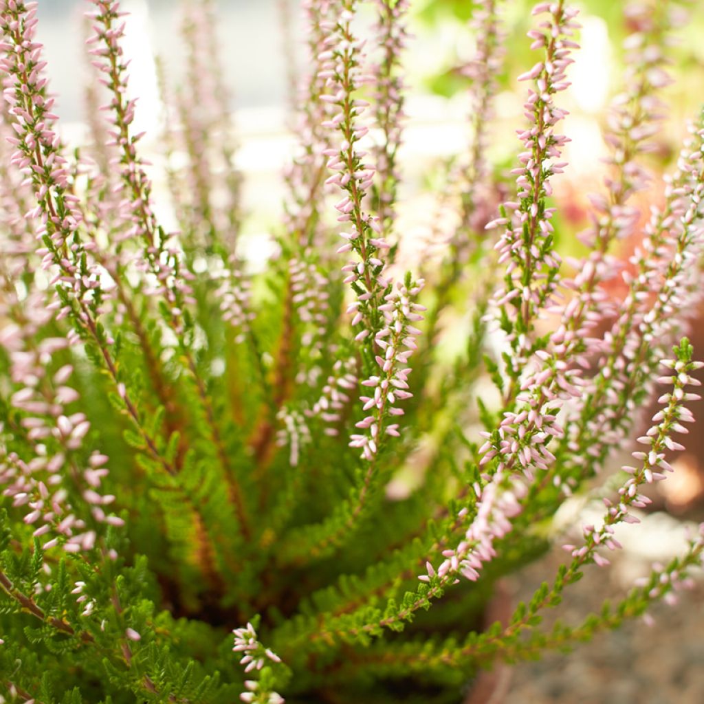 Bruyère d'été - Calluna Garden Girls Rosita