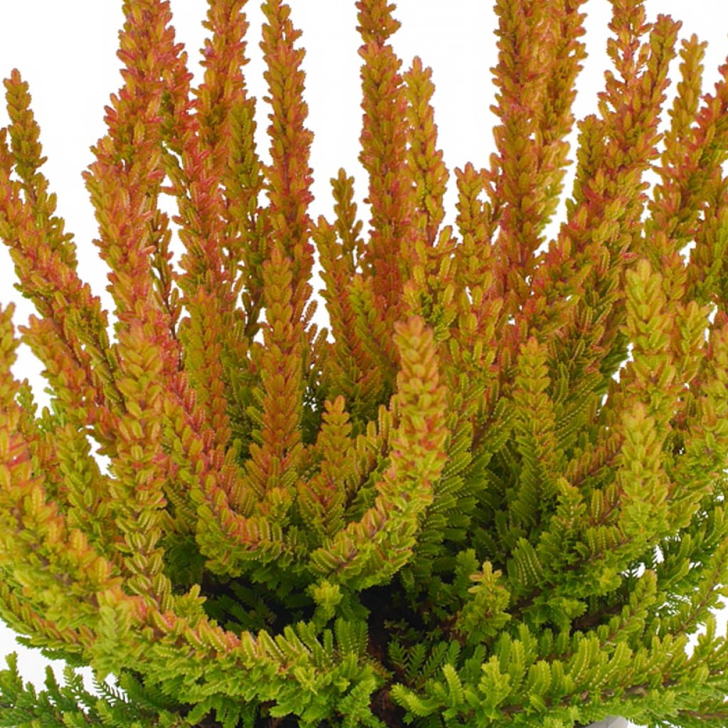 Bruyère d'été - Calluna Garden Girls Zoe