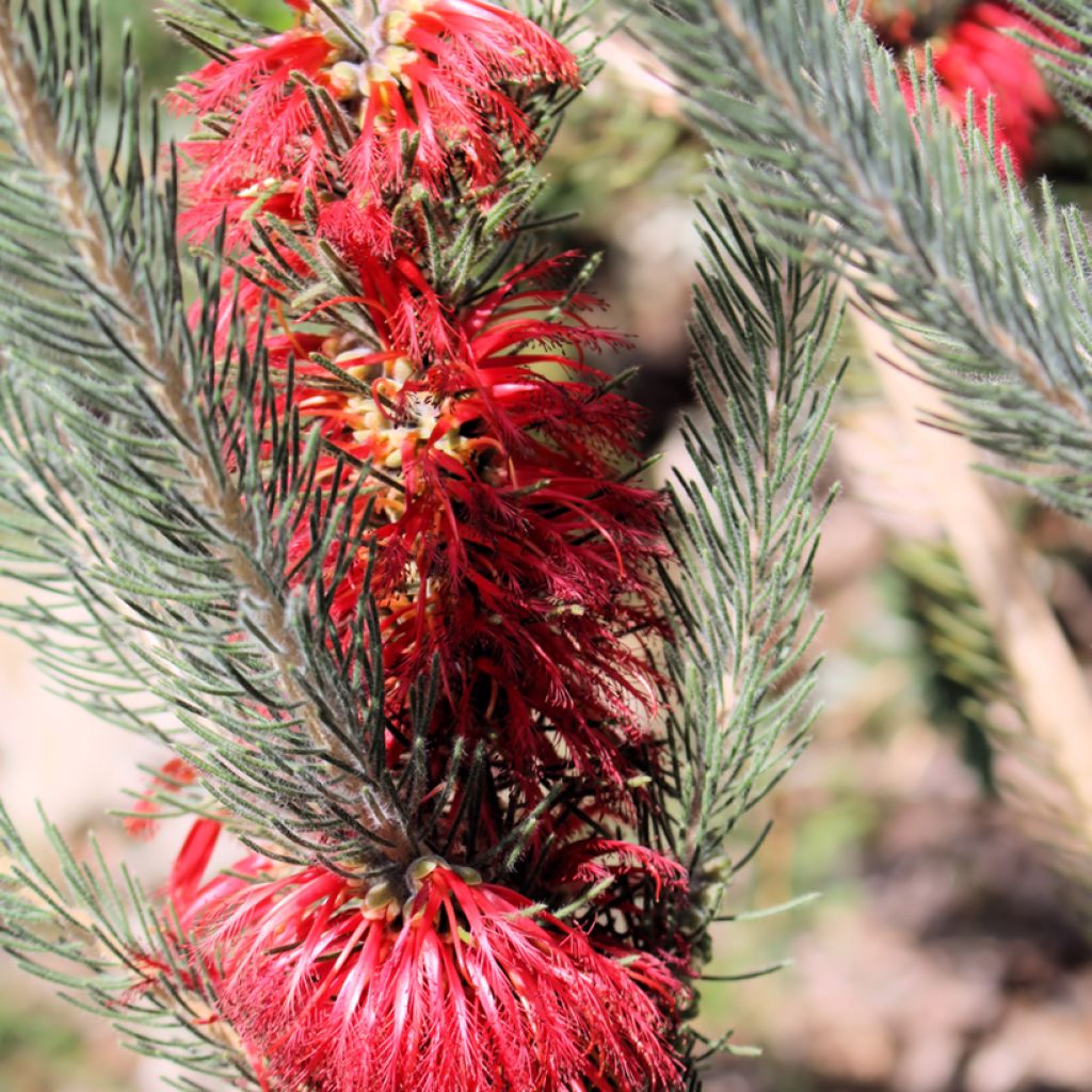 Calothamnus quadrifidus Grey Form (= Grey Leaf) 