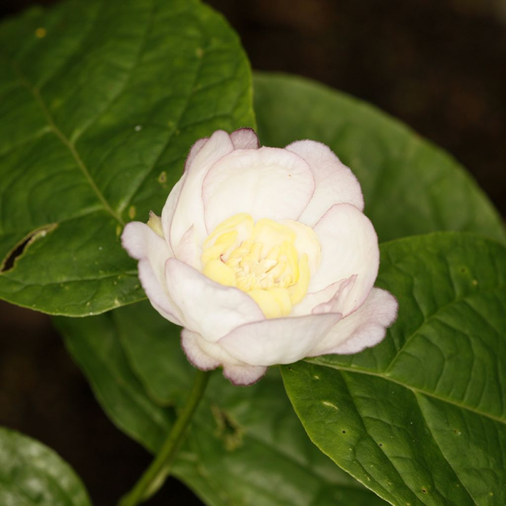 Calycanthus chinensis - Arbre aux anémones