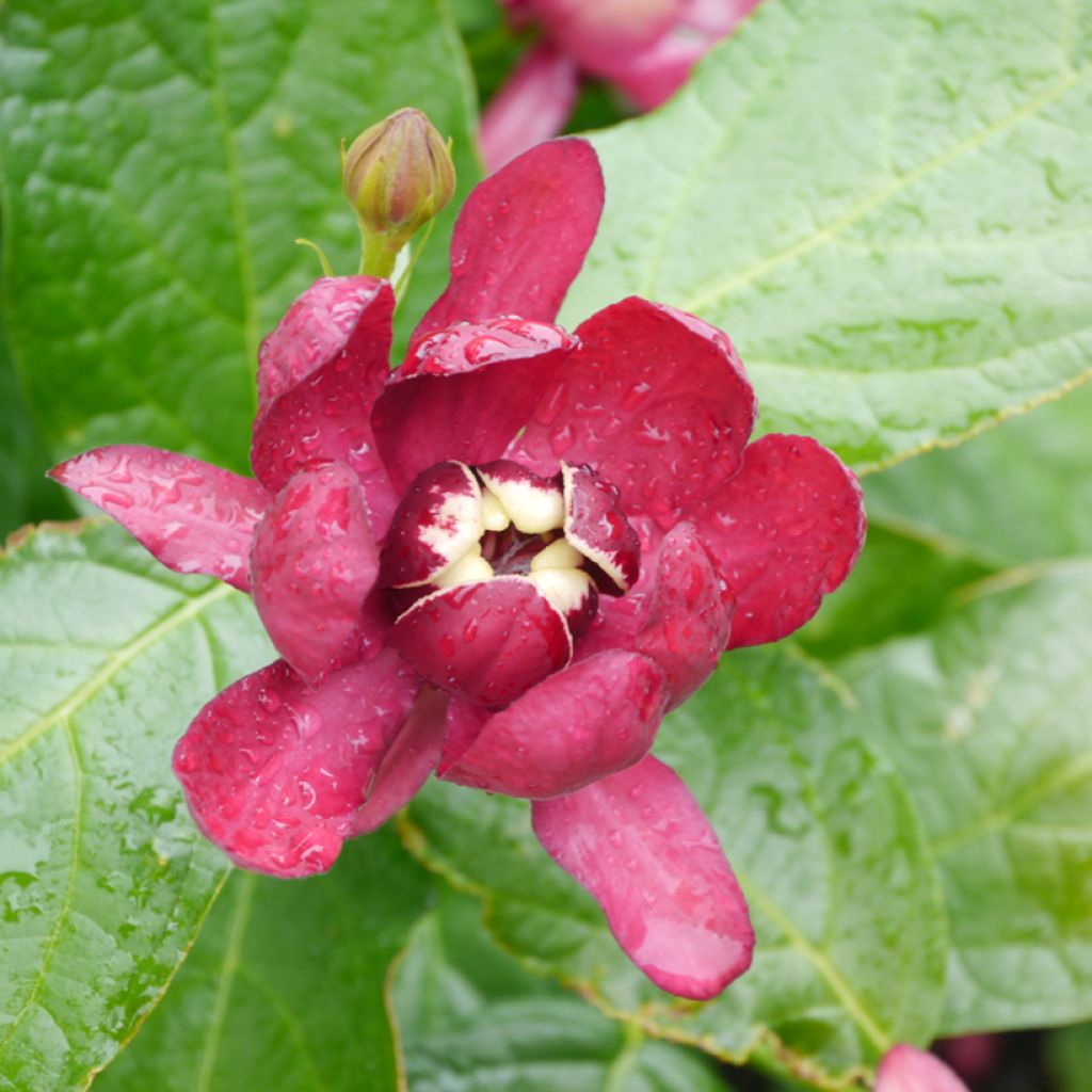 Calycanthus raulstonii Aphrodite - Arbre aux anémones.