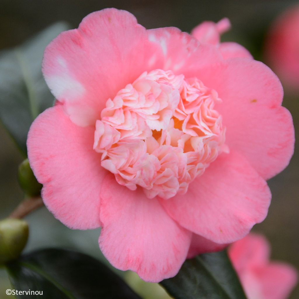 Camélia Baby Sis Pink - Camellia japonica