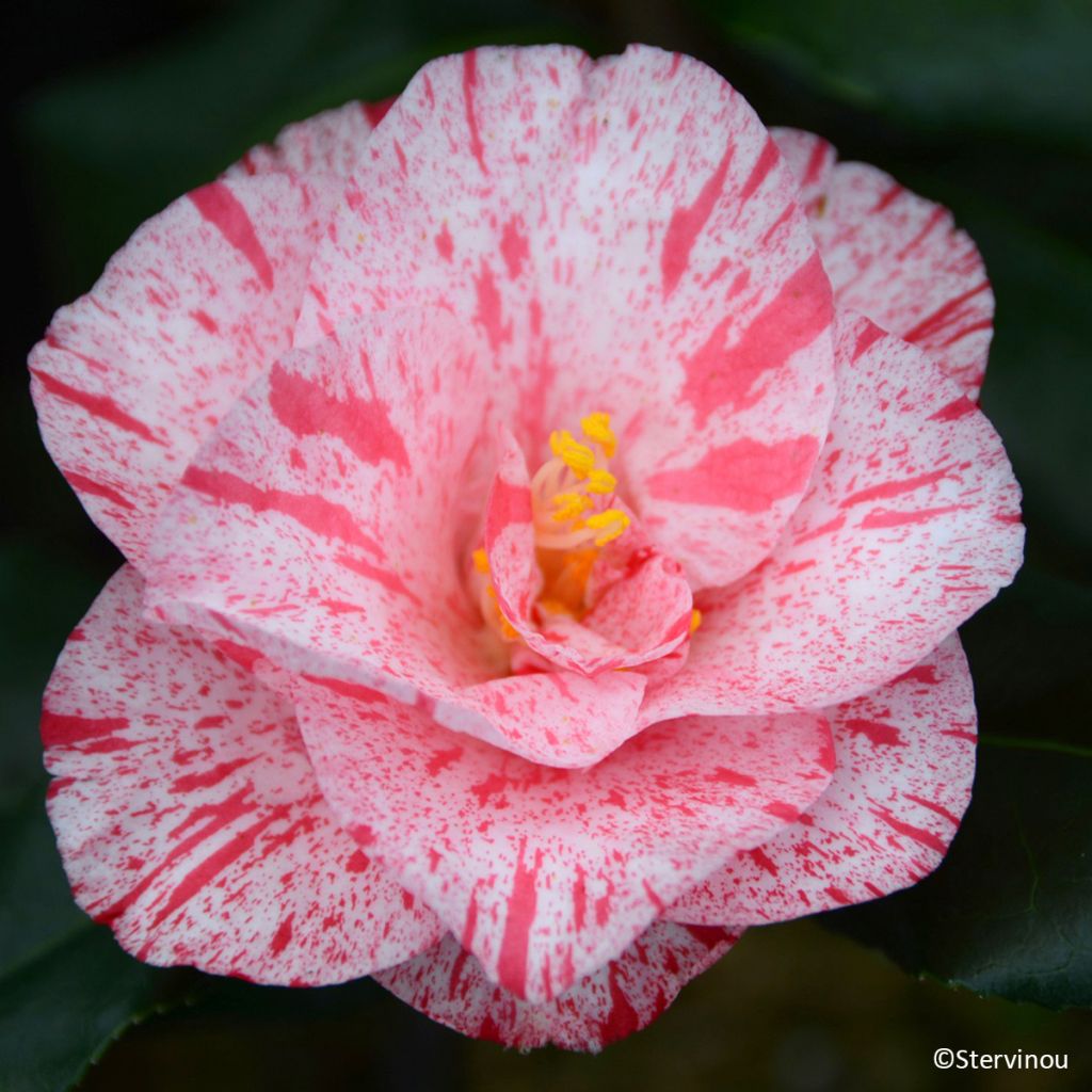 Camélia Betty Foy Sanders - Camellia japonica