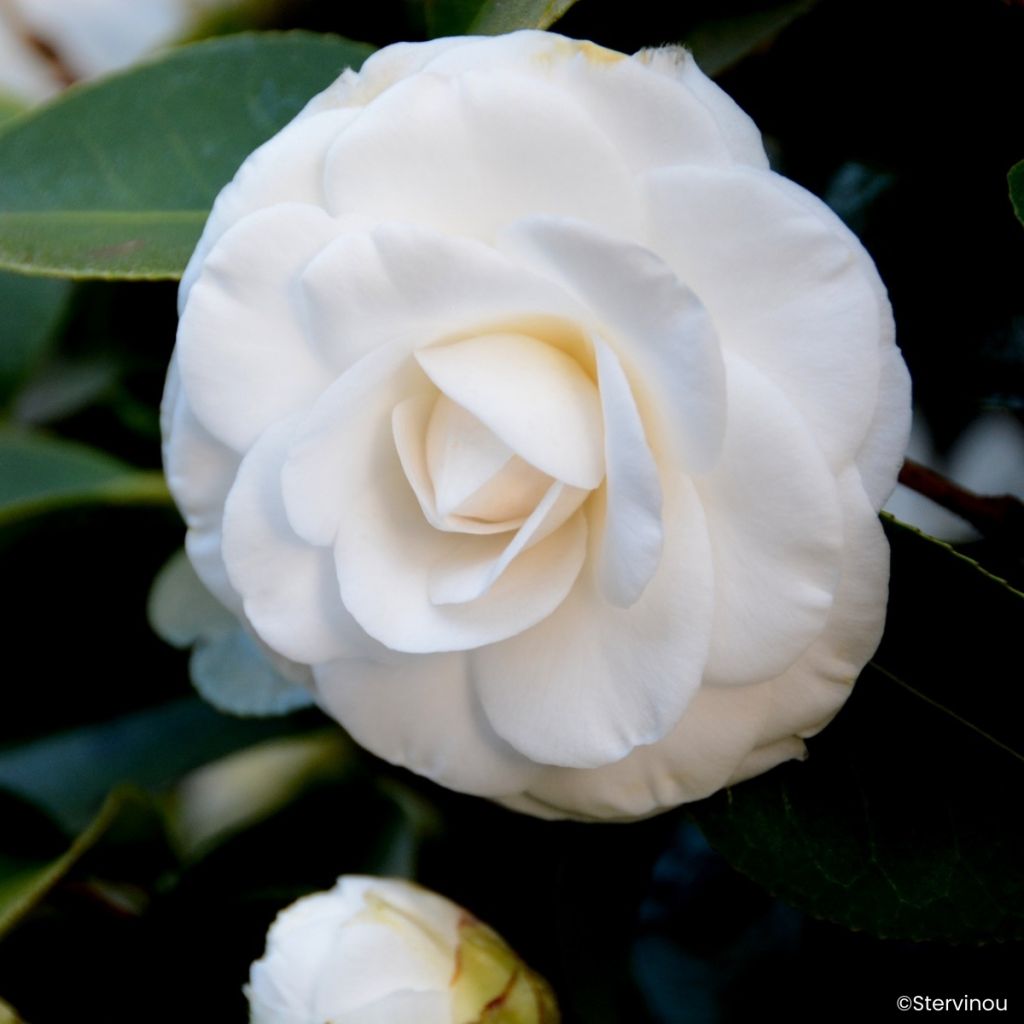 Camélia Janet Waterhouse - Camellia japonica