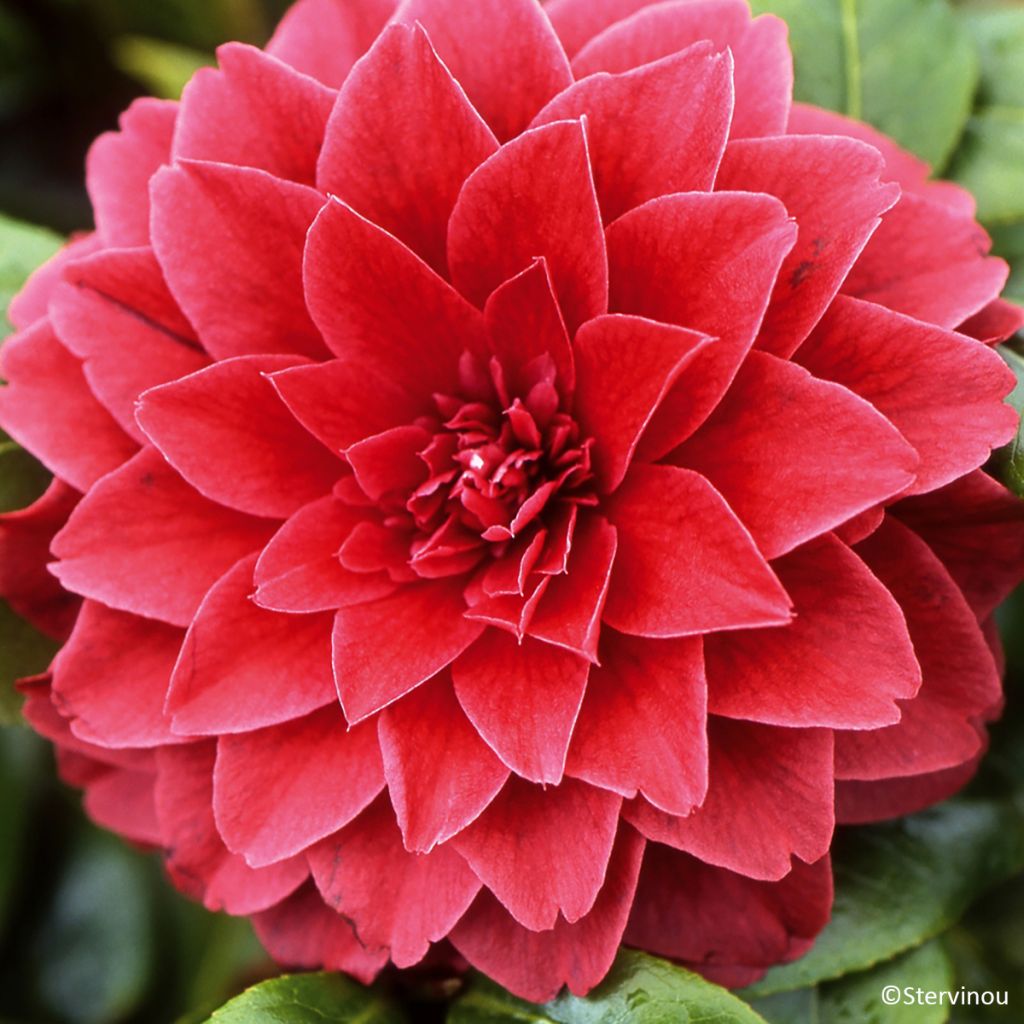 Camélia Manuroa Road - Camellia japonica
