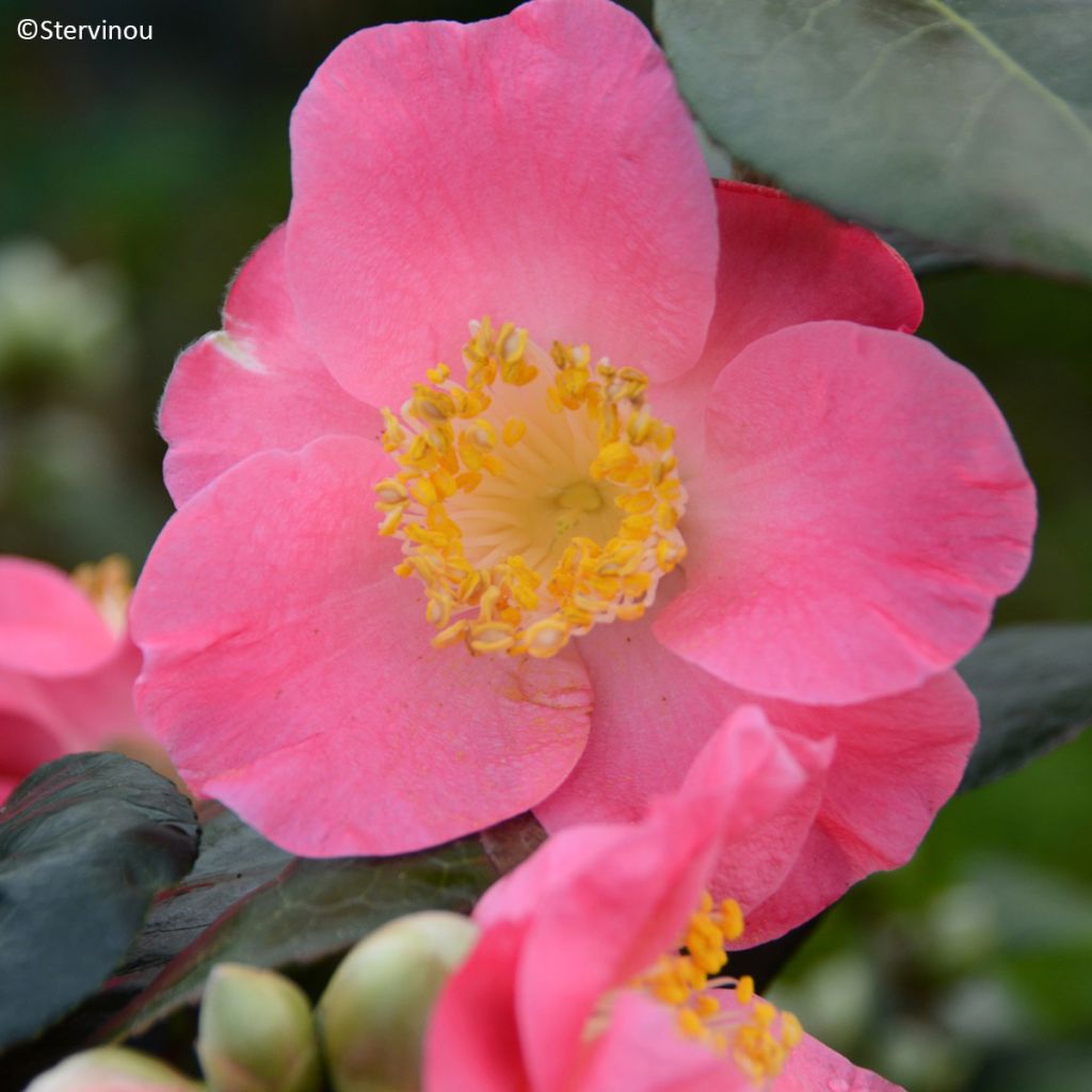 Camélia Ville du Havre - Camellia japonica