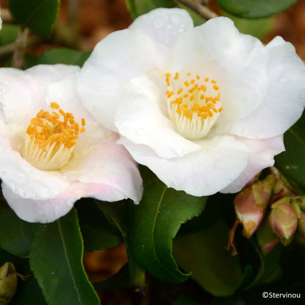 Camélia champêtre - Camellia Quintessence
