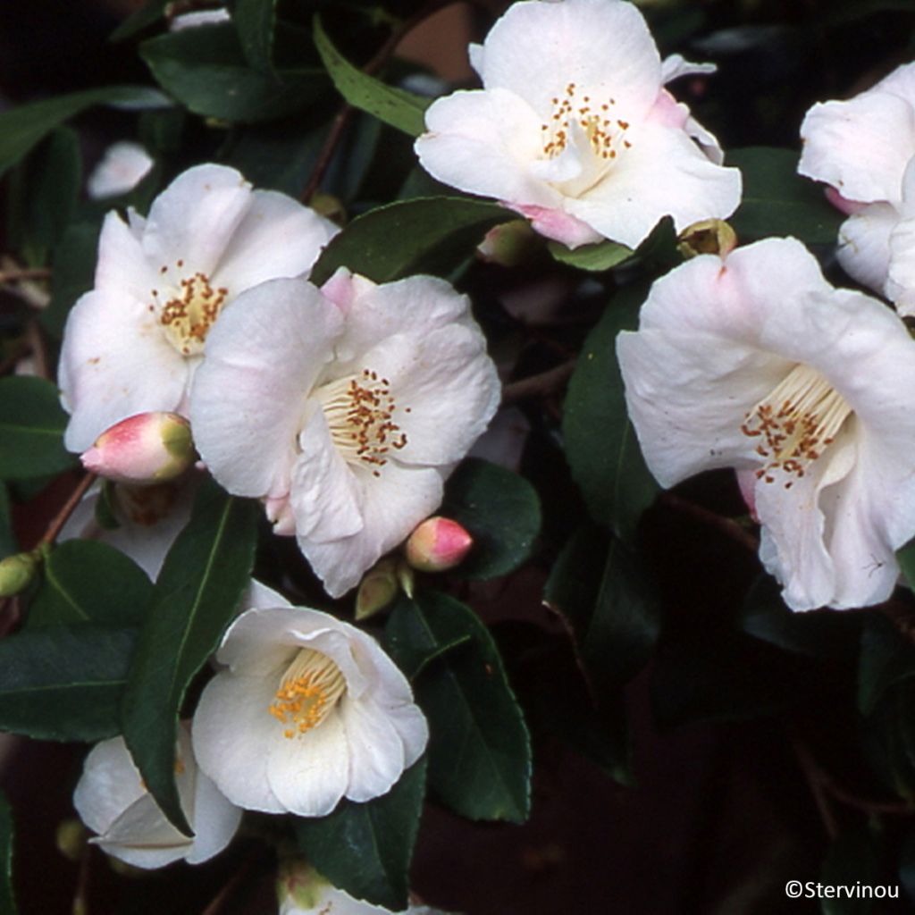 Camélia champêtre - Camellia Quintessence