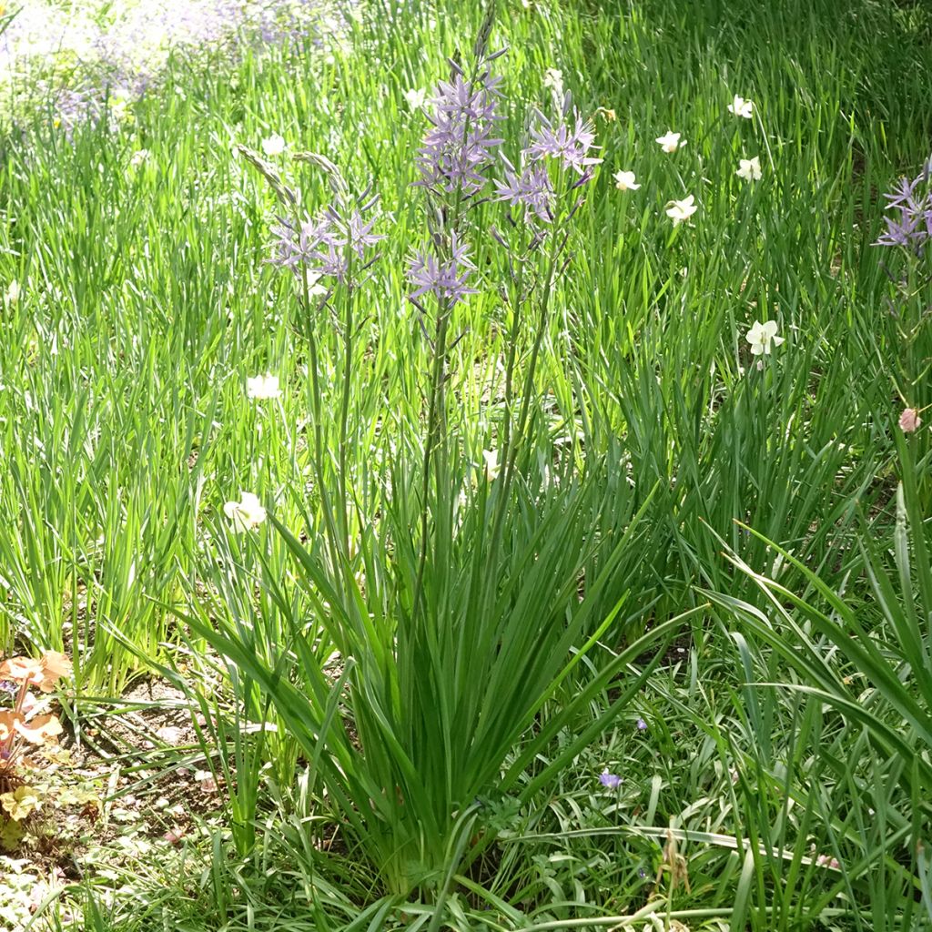 Camassia leichtlinii Caerulea