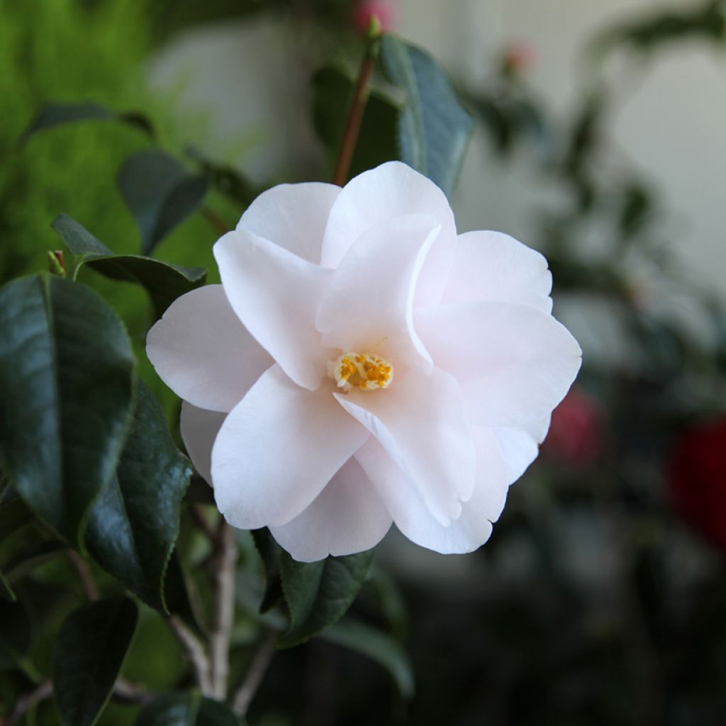 Camélia Hagoromo - Camellia japonica