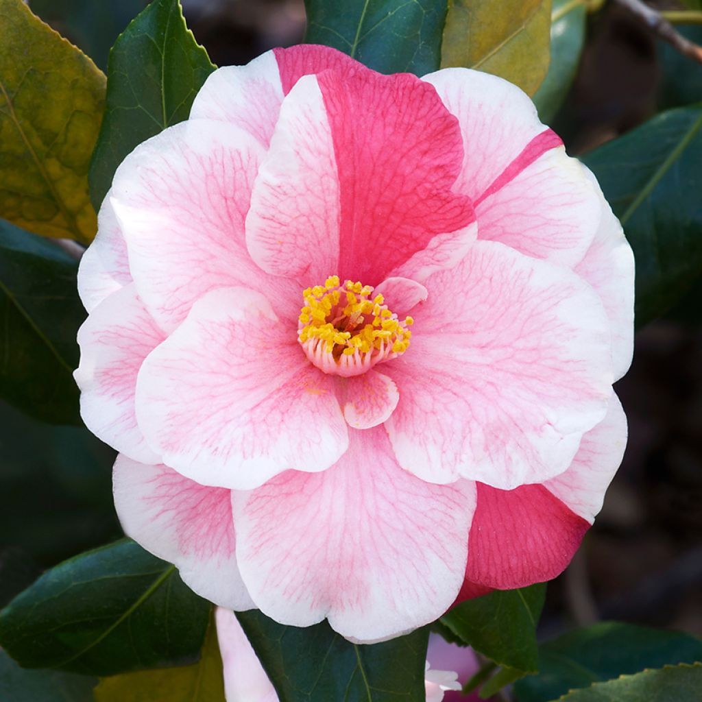 Camélia Lady Vansittart - Camellia japonica