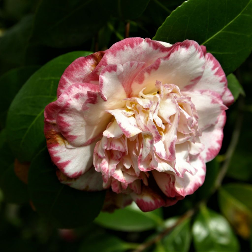 Camélia Margaret Davis - Camellia japonica