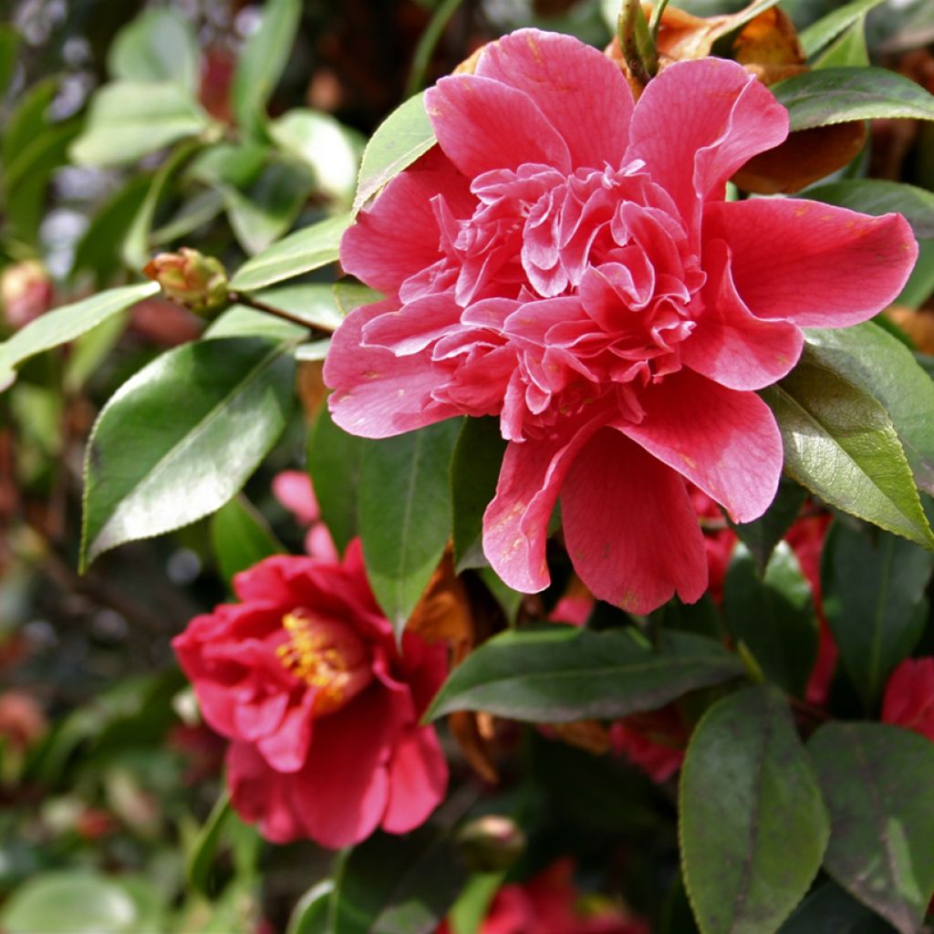 Camélia Mark Alan - Camellia japonica