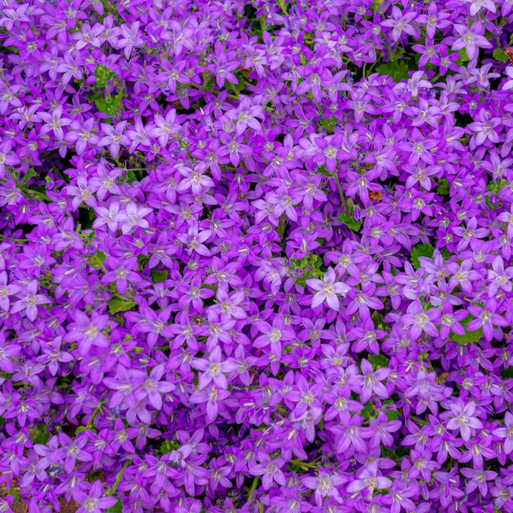 Campanula poscharskyana Stella - Campanule des Murets
