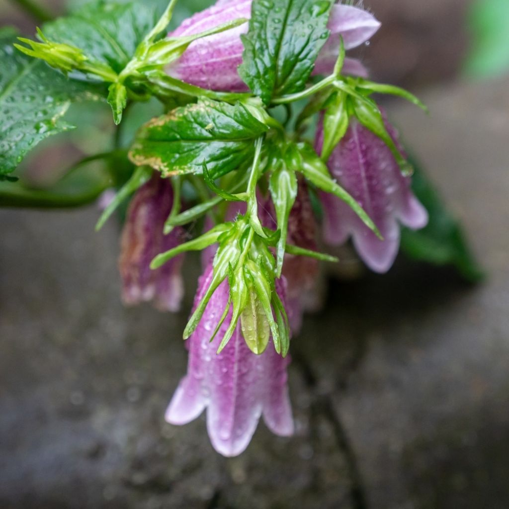 Campanule takesimana Elisabeth - Campanule de Corée