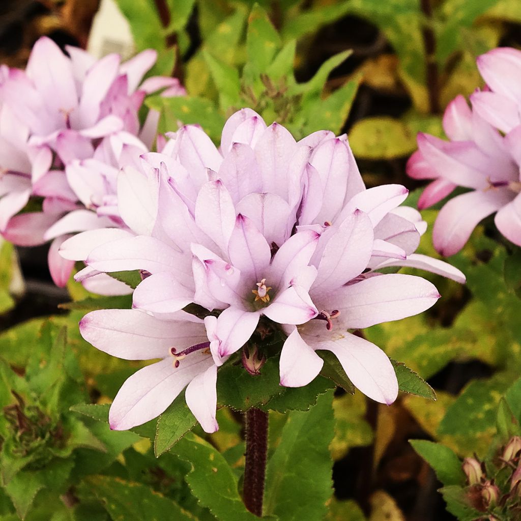 Campanule glomerata Caroline