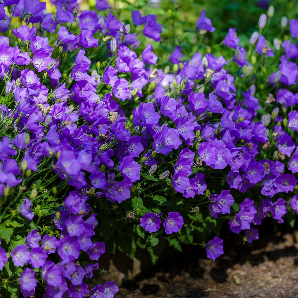Campanule Mini Marvels Midnight - Campanule des Carpates