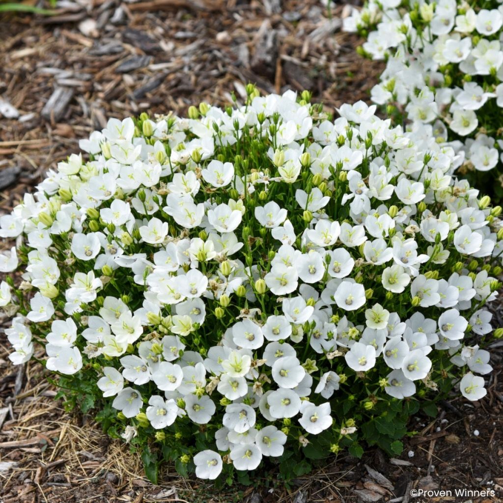 Campanule Mini Marvels Starbright - Campanule des Carpates
