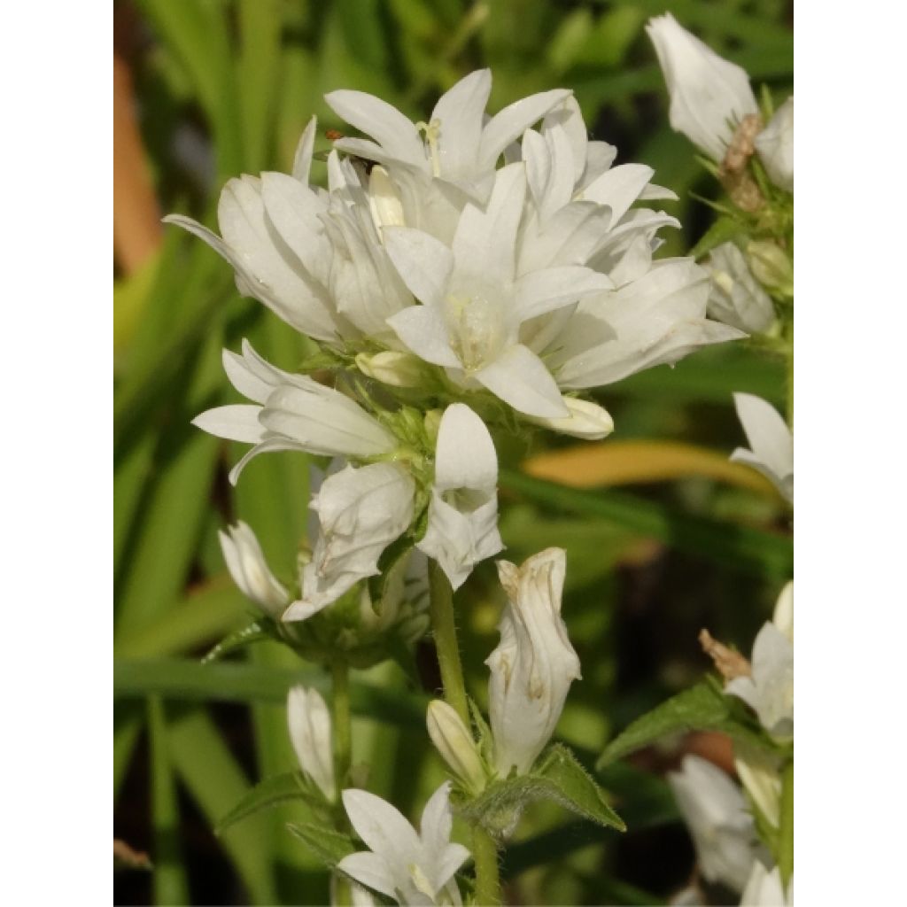 Campanule glomerata Alba