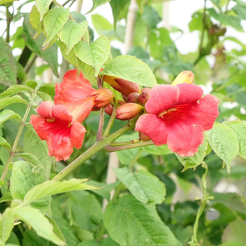 Campsis radicans Stromboli - Bignone de Virginie