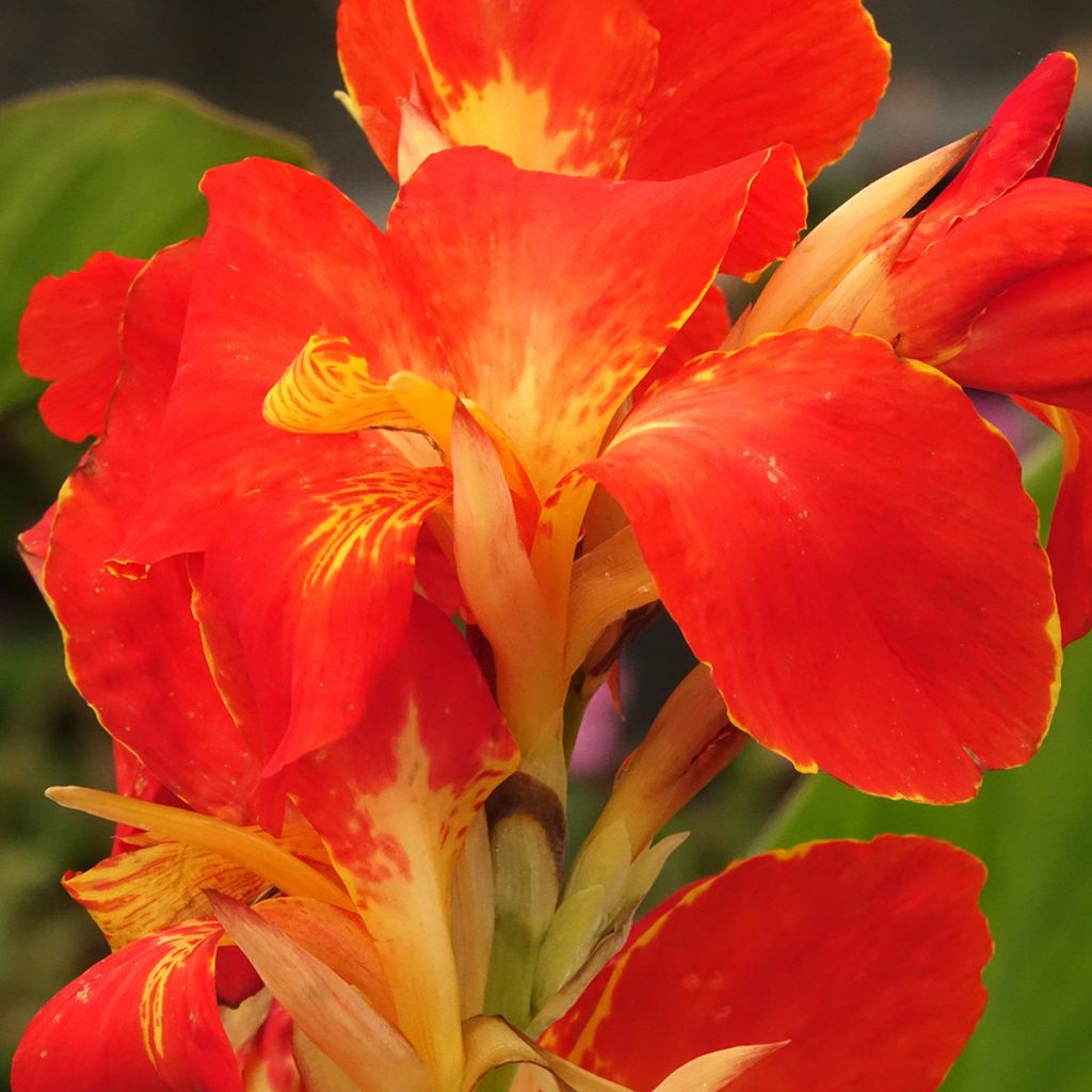 Canna Lucifer - Balisier nain à fleurs rouge liséré de jaune d'or et à feuillage vert moyen.