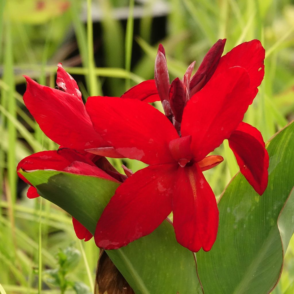 Canna Strasbourg - Balisier de taille moyenne, à fleurs rouge sang.